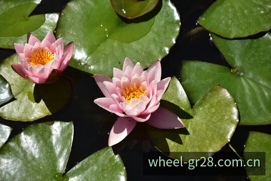 希腊28环形号码分布数据轮盘分析视图